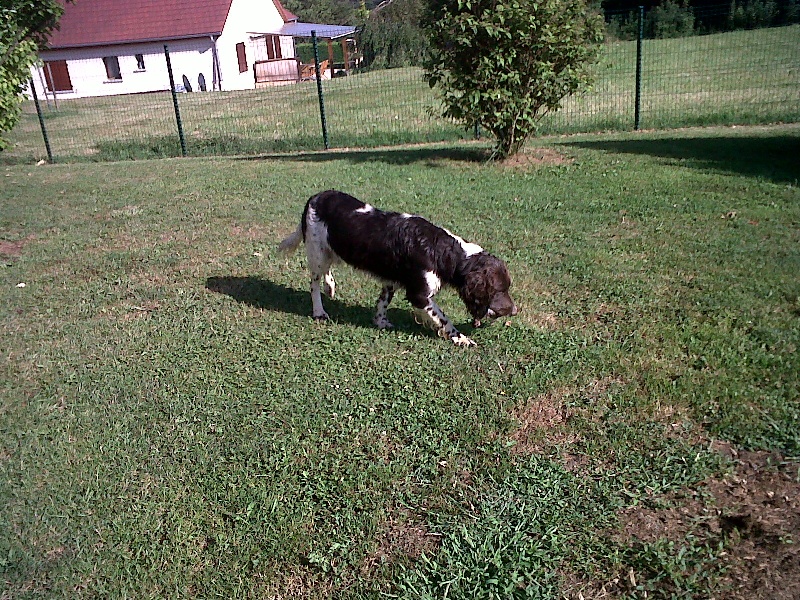 Hast Vom hundegelaüt