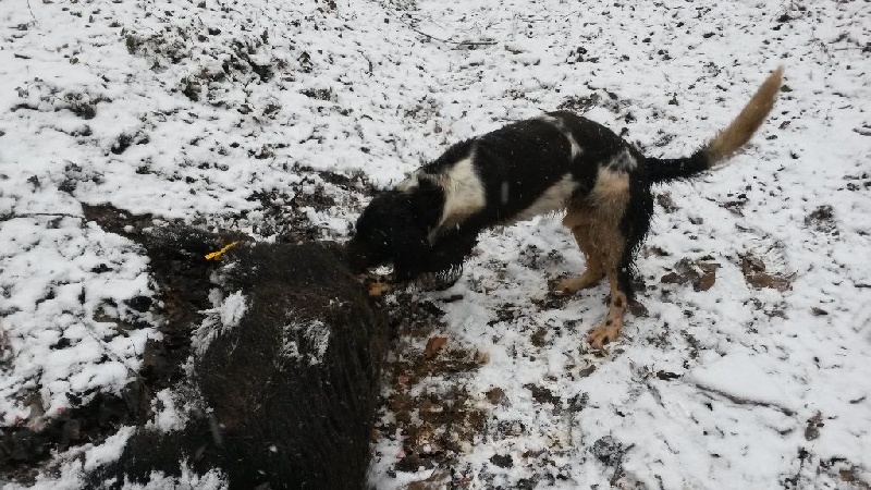 Hast Vom hundegelaüt