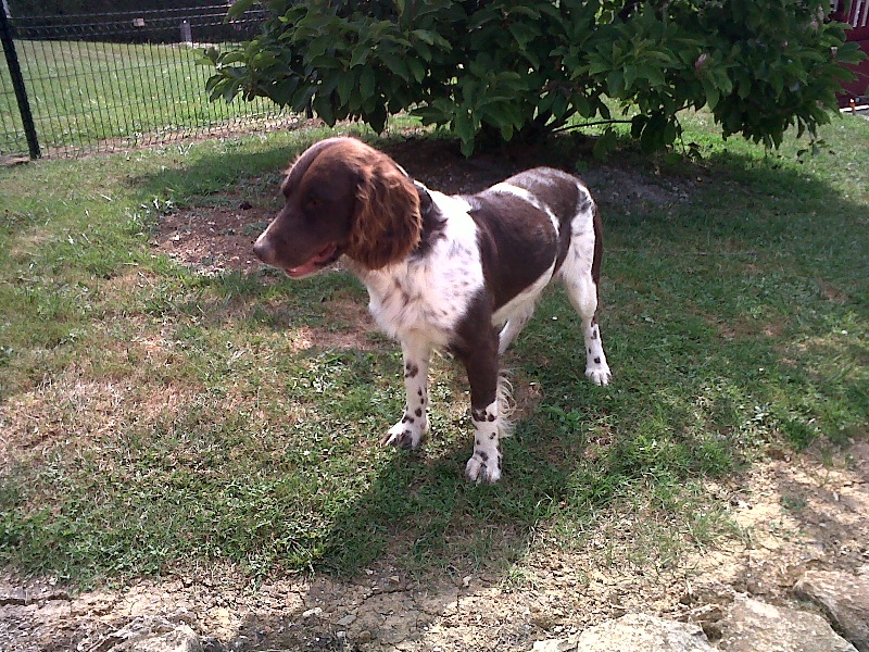 Hast Vom hundegelaüt