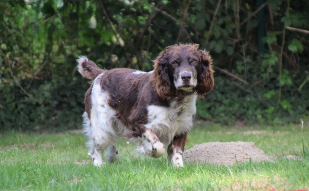Hast Vom hundegelaüt